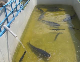 Іркліївський розплідник рослиноїдних риб візьме участь у зарибленні Кременчуцького водосховища